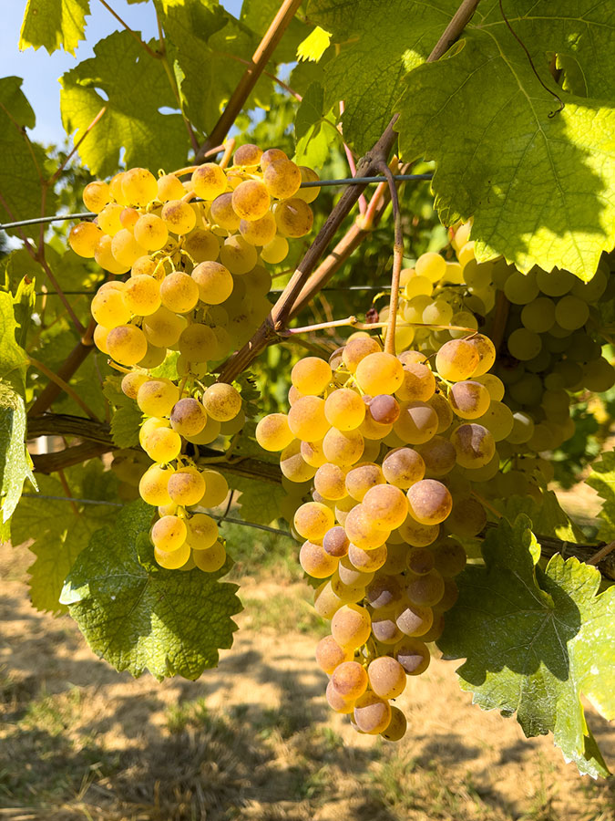 Produttori del Gavi