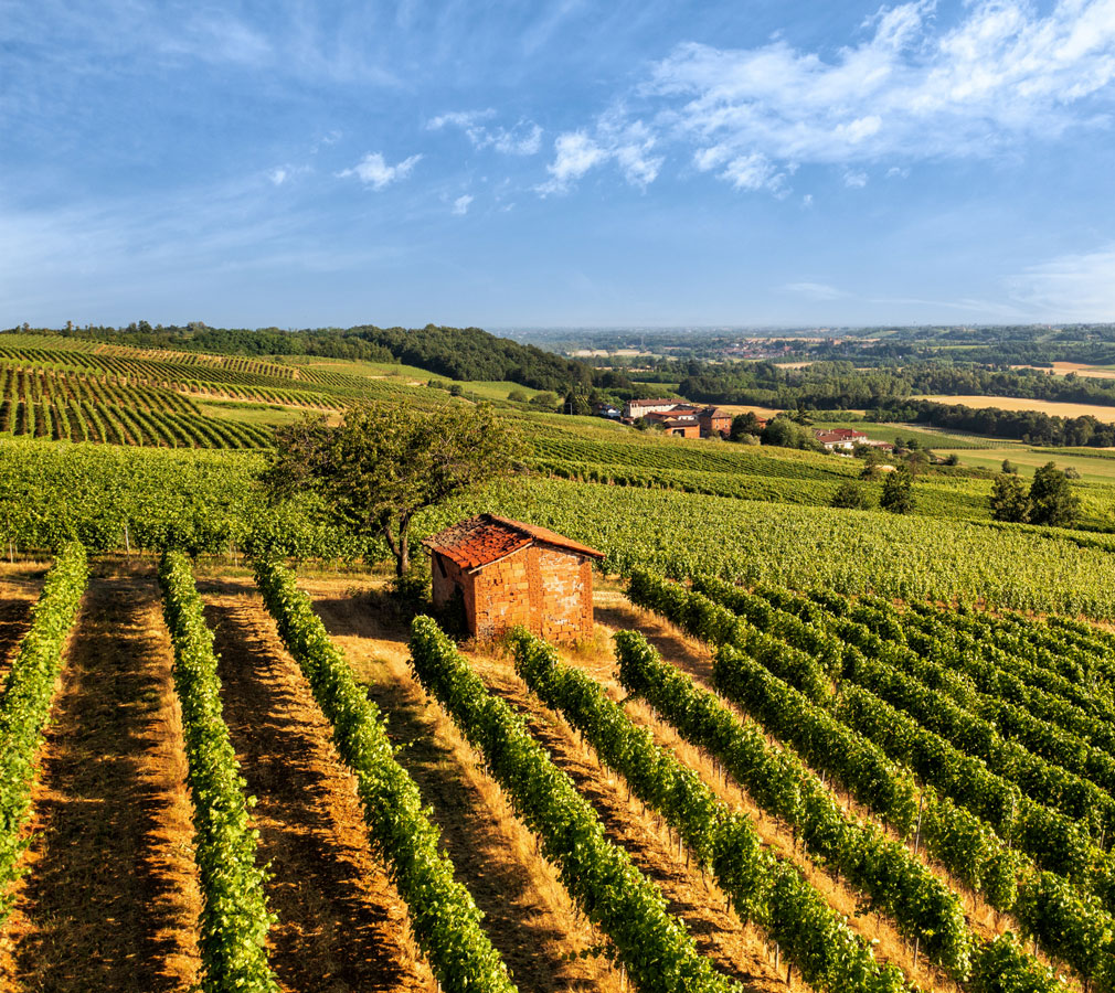 Produttori del Gavi