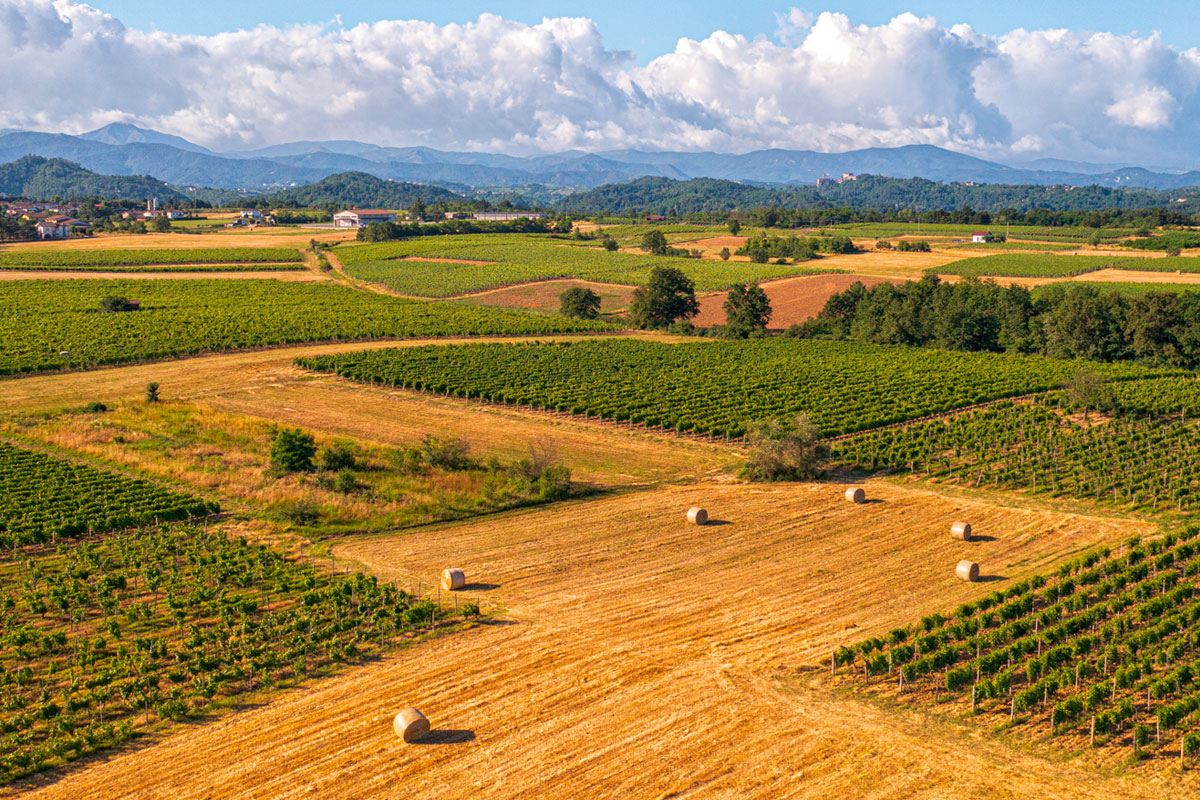 Produttori del Gavi