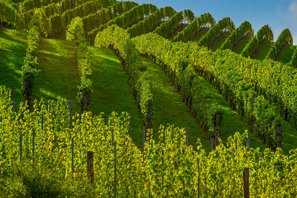 Produttori del Gavi