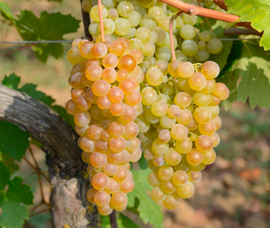 Produttori del Gavi