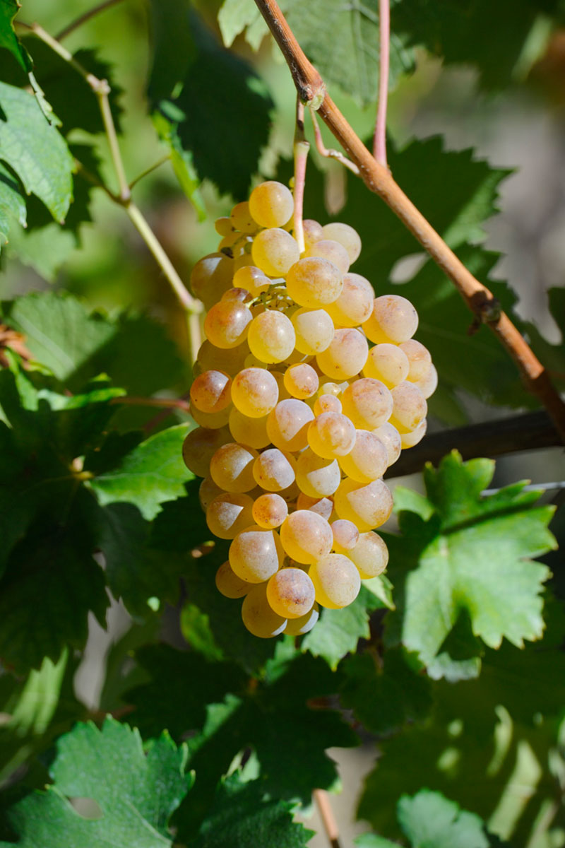 Produttori del Gavi