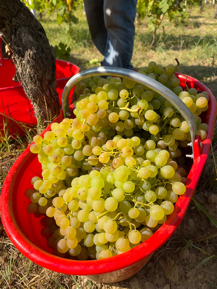 Produttori del Gavi