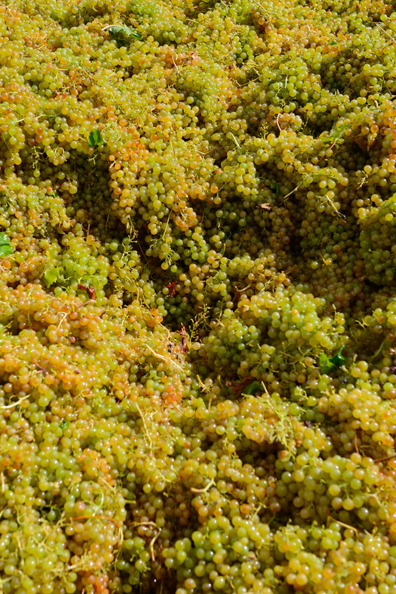Produttori del Gavi