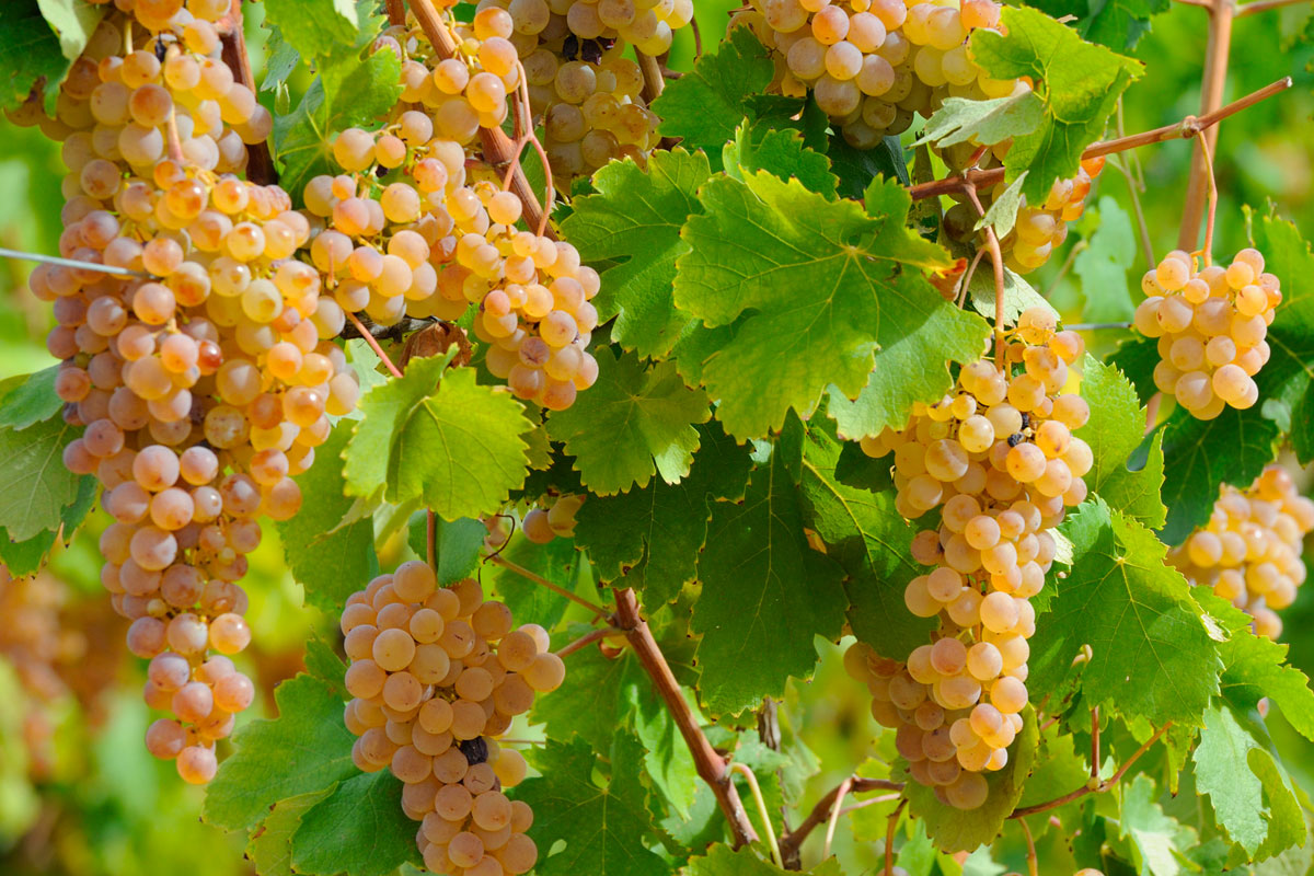 Produttori del Gavi