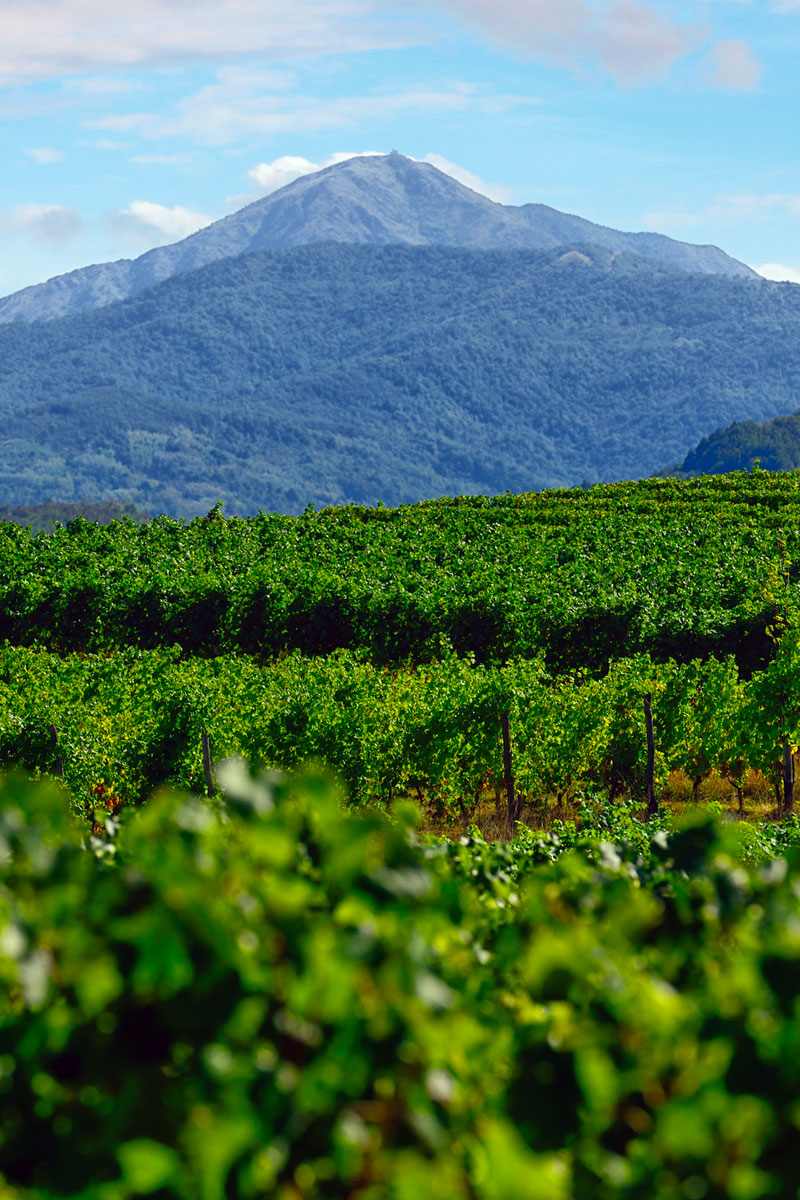 Produttori del Gavi