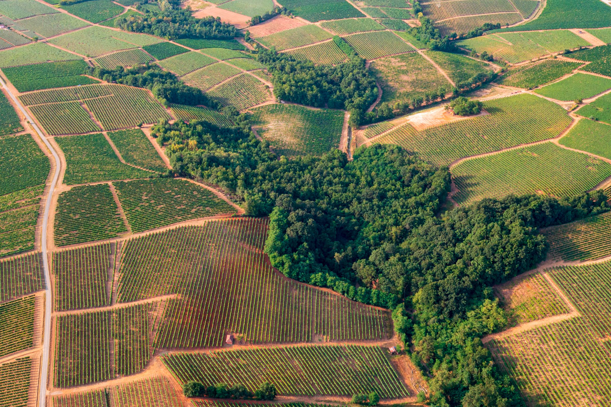 Produttori del Gavi